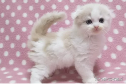 成約済の愛知県のスコティッシュフォールド(折れ耳)-86124の3枚目